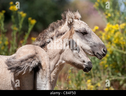 Sorraia horse rare breed animal Portugal Europe Stock Photo