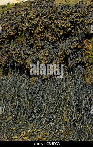 Close up of seaweed growing on sea wall Whitby North Yorkshire England UK United Kingdom GB Great Britain Stock Photo