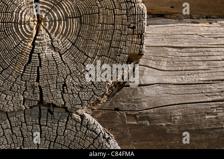 Old logs cracked from age in the wall of timbered house. Rusty nail in a crack. The focus is on the faces of logs. Stock Photo