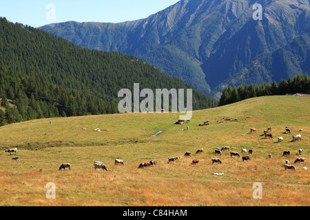 Herd of cows on alpine pasture among mountains in Alps, northern Italy. Stock Photo