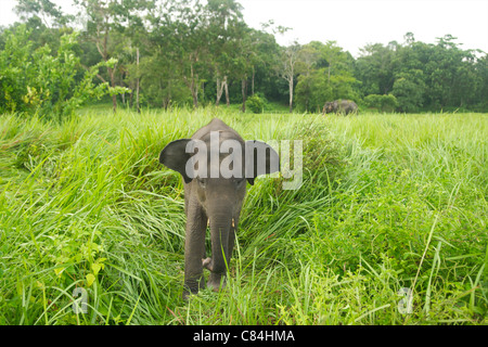 baby Asian elephant, captive, Gunung Leuser National Park, Indonesia. Stock Photo
