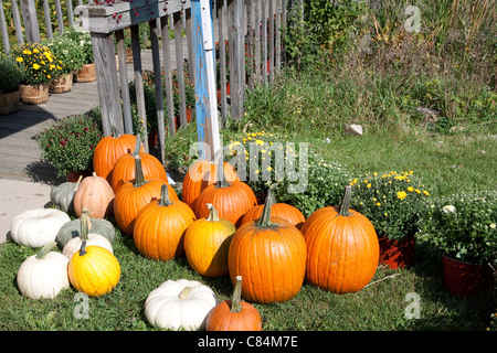 Pumpkins and various gourds Michigan USA Stock Photo