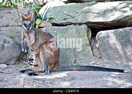 A Red Necked Wallaby in Taronga Zoo Sydney New South Wales Australia Stock Photo