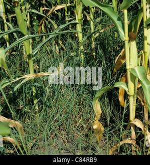 Large crabgrass (Digitaria sanguinalis) flowering grass weeds in a mature maize crop, France Stock Photo