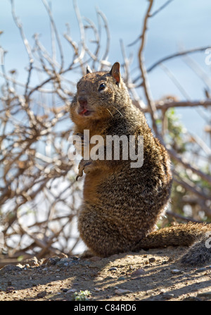 Ground squirrel (Marmotini) Stock Photo