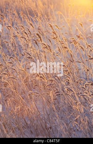 Frosty canebrake ( common reed ) at Winter , Finland Stock Photo