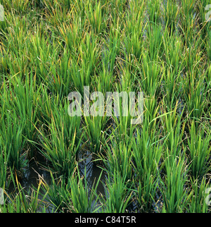 Rice plants infected by tungro virus (Rice tungro bacilliform virus)showing yellow orange discolouration Stock Photo
