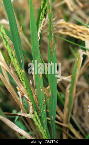 Rice leaf blast (Pyricularia grisea) lesions and damage on rice crop in ear Stock Photo
