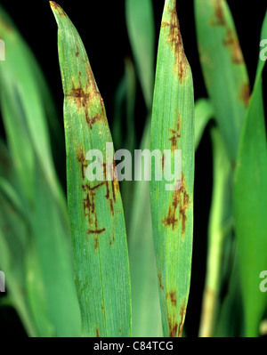 Net blotch (Pyrenophora teres) lesions on seedling barley leaves Stock Photo