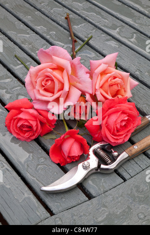 ROSES AND SECATEURS ON WOODEN SLATTED TABLE IN GARDEN UK Stock Photo