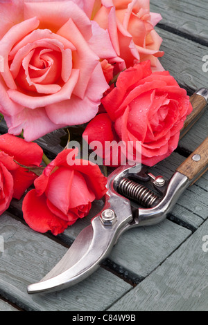CLOSE-UP OF ROSES AND SECATEURS ON WOODEN SLATTED TABLE IN GARDEN UK Stock Photo