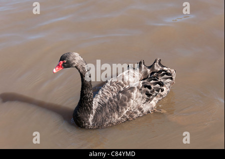 An Australian Black Swan Swimming on Torrens Lake Adelaide South Australia SA Stock Photo