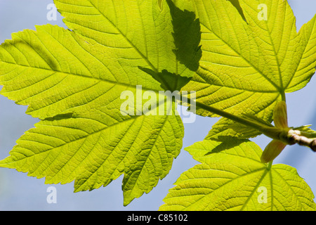 New spring Sycamore leaf Stock Photo