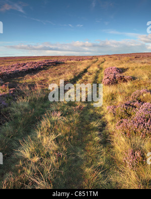 Bright purple heather at High Crag ridge near Pateley Bridge in Nidderdale, Yorkshire, England Stock Photo