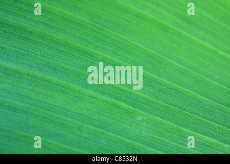 Green leafy texture for backgrounds or wallpaper. Stock Photo