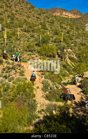 An early morning ride into the Usery Mountain County Park in east Mesa is a fine way to start the day. Arizona USA Stock Photo