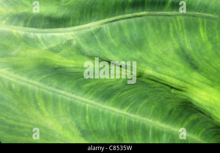 Green leafy texture for backgrounds or wallpaper. Stock Photo
