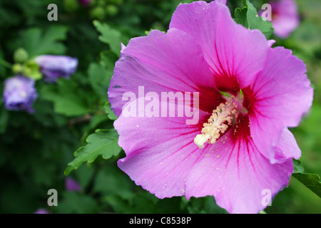A Hibiscus flower in pink. Stock Photo