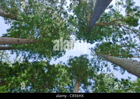 Pine tree forest tree tops seen from below Stock Photo