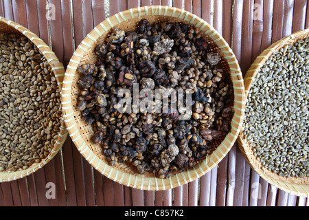 Wild civet cat dung containing coffee and cocoa beans. The beans are cleaned and roasted to make organic kopi luwak. Stock Photo