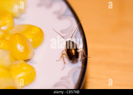 German Cockroach walking on a gold rimmed dinner plate with yellow corn Stock Photo