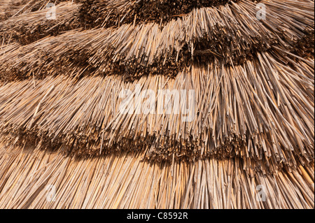 Stone Age hut of reeds in the woods Stock Photo - Alamy