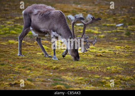 Svalbard Reindeer, Rangifer tarandus platyrhynchus in Ny-Alesund, Svalbard. Stock Photo