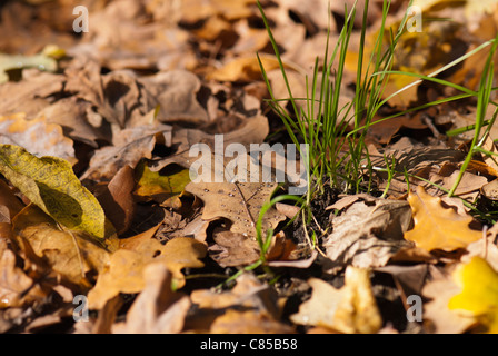 Falling oak leaves on a ground Stock Photo