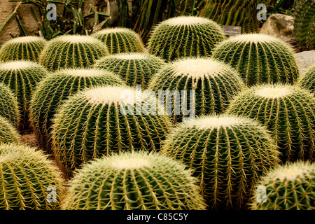 Group of Cactus in the desert Stock Photo