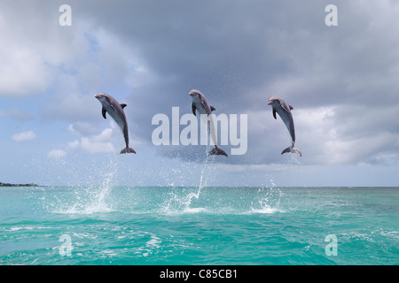 Common Bottlenose Dolphins Jumping in Sea, Roatan, Bay Islands, Honduras Stock Photo