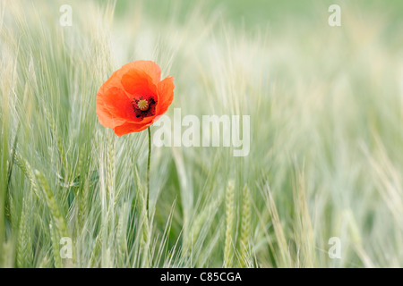 Shirley Poppy in Barley Field, Franconia, Bavaria, Germany Stock Photo