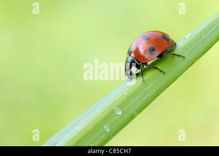 Seven Spot Ladybird on Blade of Grass, Franconia, Bavaria, Germany Stock Photo