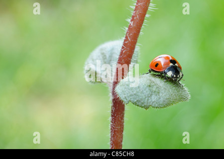 Seven Spot Ladybird on Leaf. Franconia, Bavaria, Germany Stock Photo