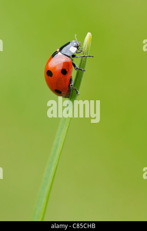 Seven Spot Ladybird on Blade of Grass, Franconia, Bavaria, Germany Stock Photo