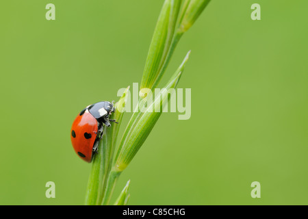 Seven Spot Ladybird on Plant, Franconia, Bavaria, Germany Stock Photo