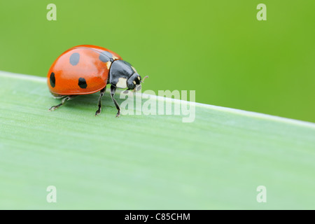 Seven Spot Ladybird on Blade of Grass, Franconia, Bavaria, Germany Stock Photo