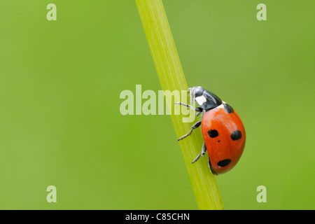 Seven Spot Ladybird on Blade of Grass, Franconia, Bavaria, Germany Stock Photo