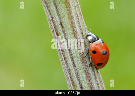 Seven Spot Ladybird on Plant, Franconia, Bavaria, Germany Stock Photo