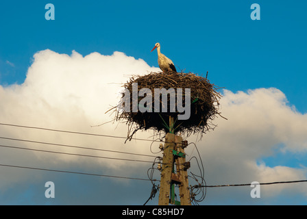 Stork in a nest on a telegraph pole with clouds in a background Stock Photo