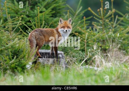Red Fox, Bavaria, Germany Stock Photo