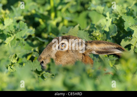 European Brown Hare, Hesse, Germany Stock Photo