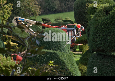 Using a cherrypicker lift to clip the yew bushes in the famous topiary garden at Levens Hall, Cumbria, UK Stock Photo