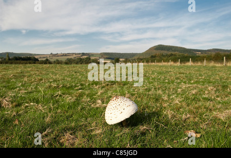 A field mushroom (agaricus campestris) growing in a Herefordshire field Stock Photo