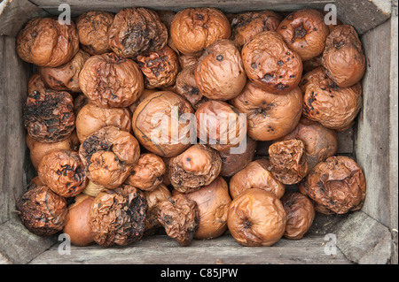 A box full of rotten apples, UK Stock Photo - Alamy
