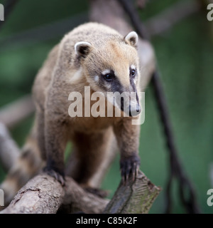 portrait of a very cute White-nosed Coati (Nasua narica) aka Pizote or Antoon. Diurnal, omnivore mammal Stock Photo