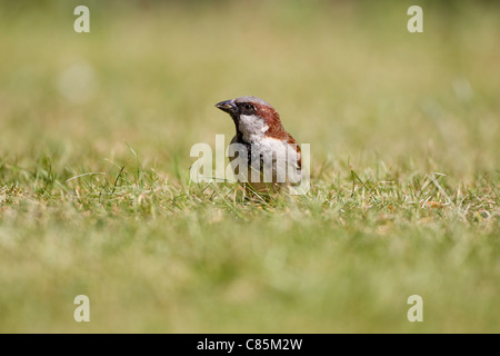 Male House Sparrow Passer Domesticus on a lawn in summer Stock Photo