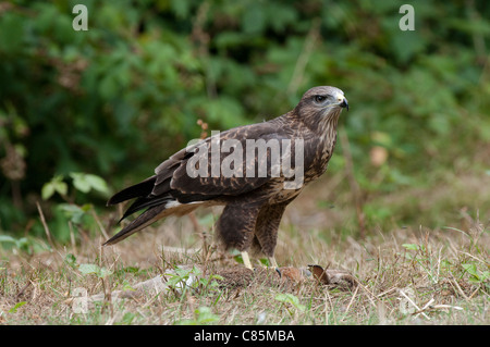 Juvenile Common Buzzard Stock Photo