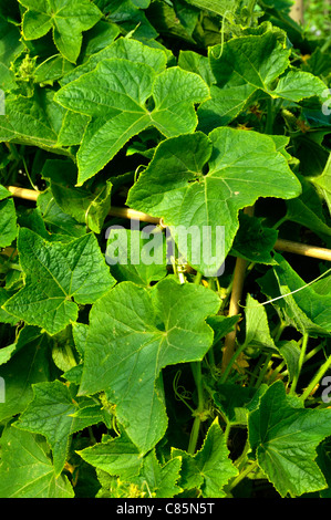Mini cucumber plant (Cucumis sativus), foliage. Stock Photo