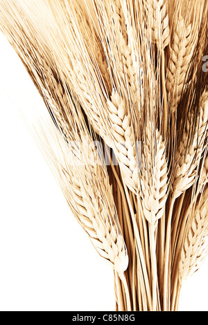Wheat bouquet border, isolated on white background, closeup on autumn ripe plant, harvest concept Stock Photo