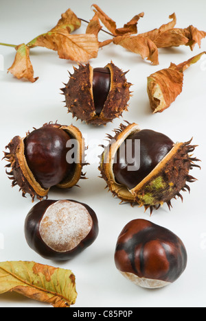 The seeds of the Horse-chestnut are known as Conkers. Originally used ...